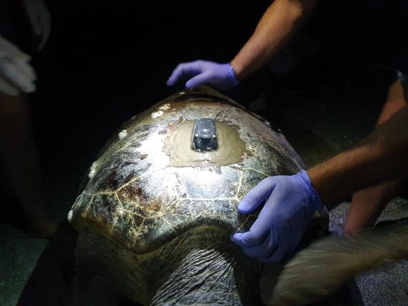 Anche "Giulia" presa in cura dalla Caretta Calabria Conservation – FOTO