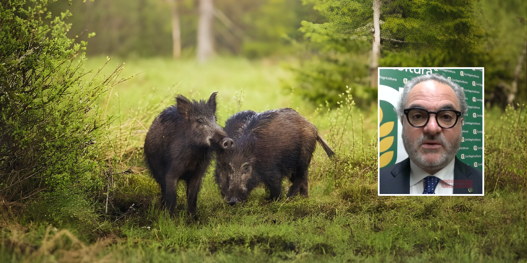 Selvaggina, Confagricoltura Calabria: «Legge importante per agricoltura e salute pubblica»