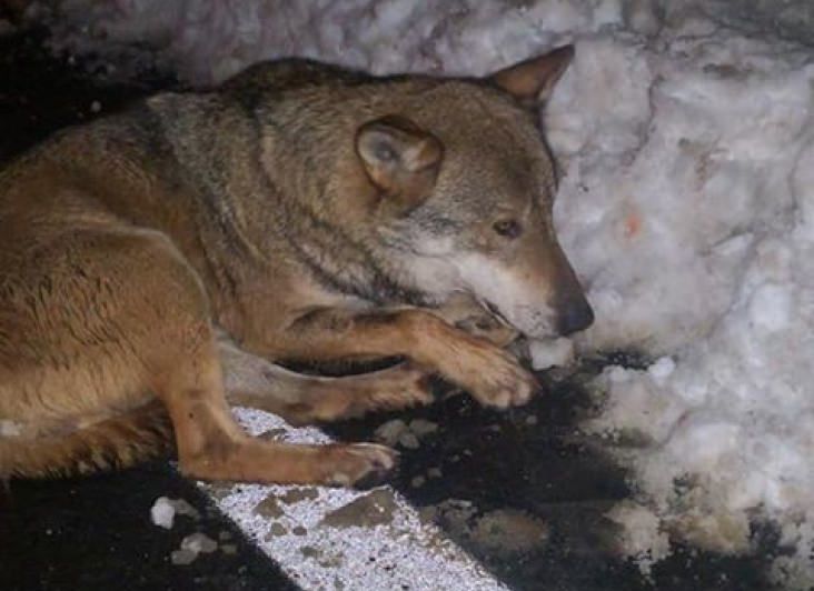 Mara e Giuseppe salvano un lupo della Sila: «È cattivo solo nelle favole»