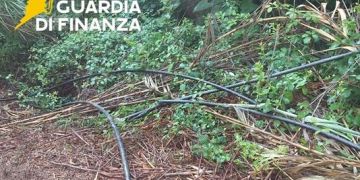 Blitz nel Cosentino, scoperta coltivazione di marijuana. Sequestrate 200 piante – VIDEO