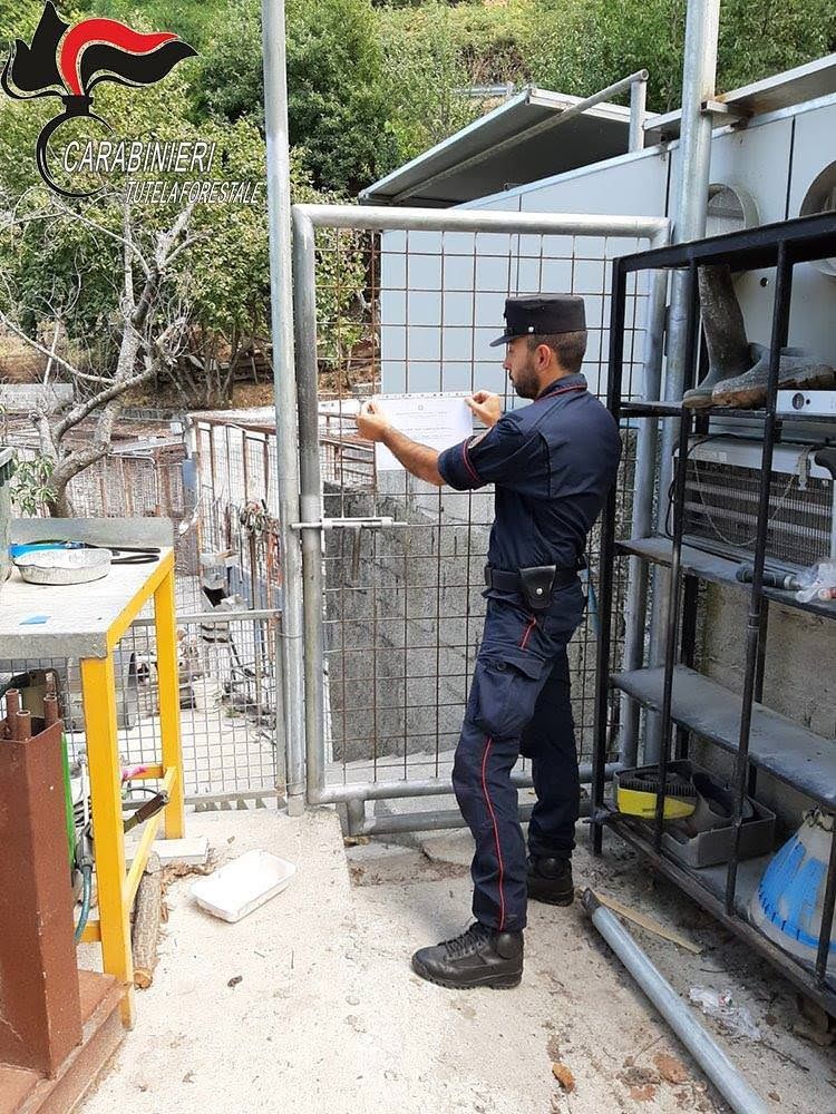 Sequestrato un allevamento di cani a San Pietro in Guarano