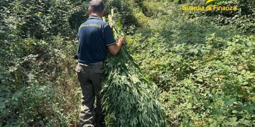 sequestro piantagione cannabis cetraro