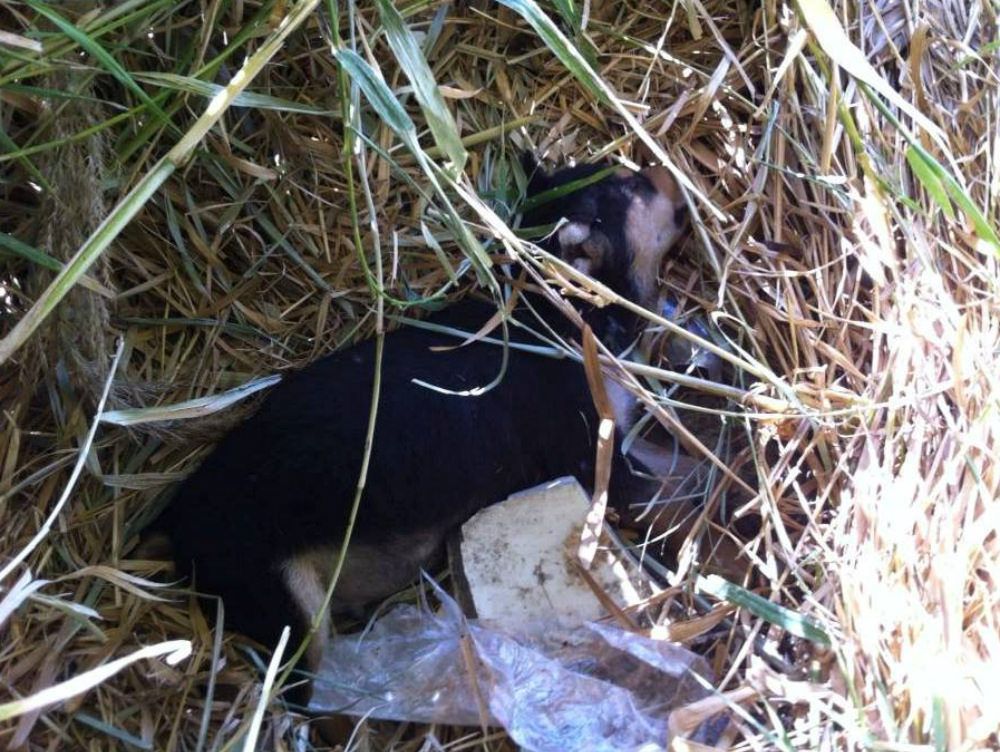 Catanzaro, continua la mattanza dei cani