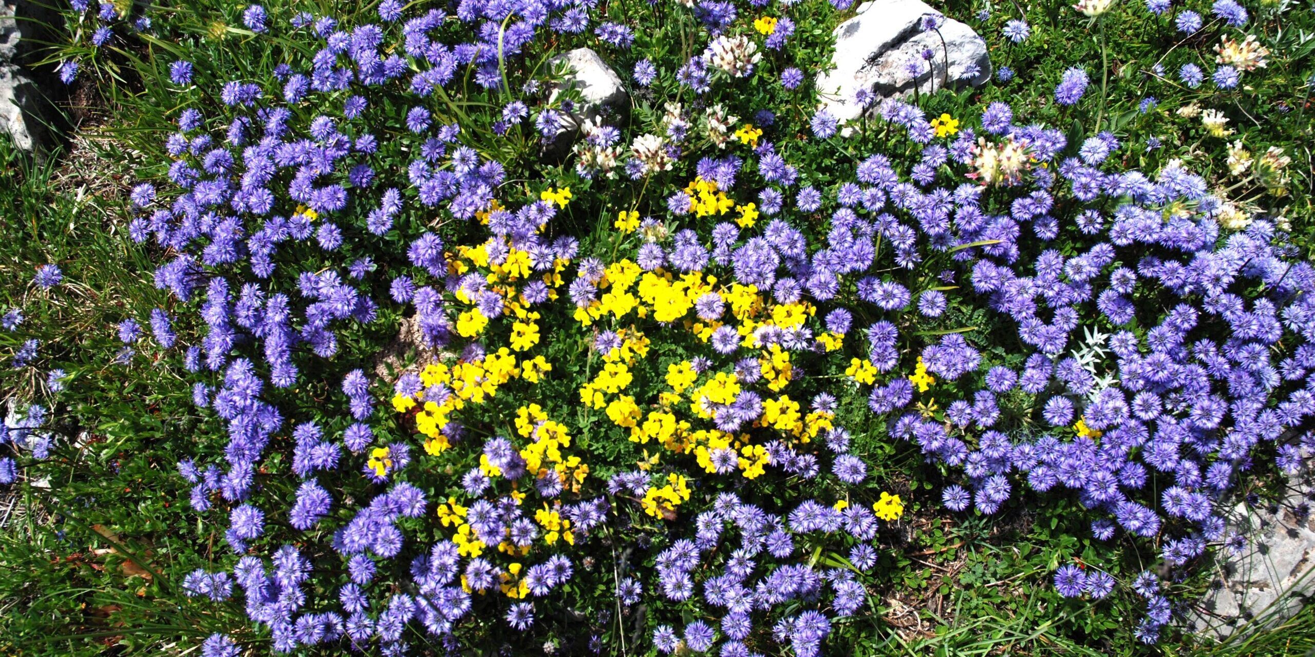 Mettete dei fiori nei vostri cannoni