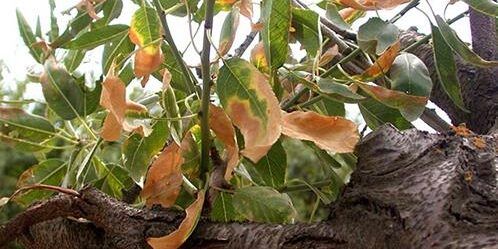 Xylella, Agrinsieme chiede un commissario straordinario