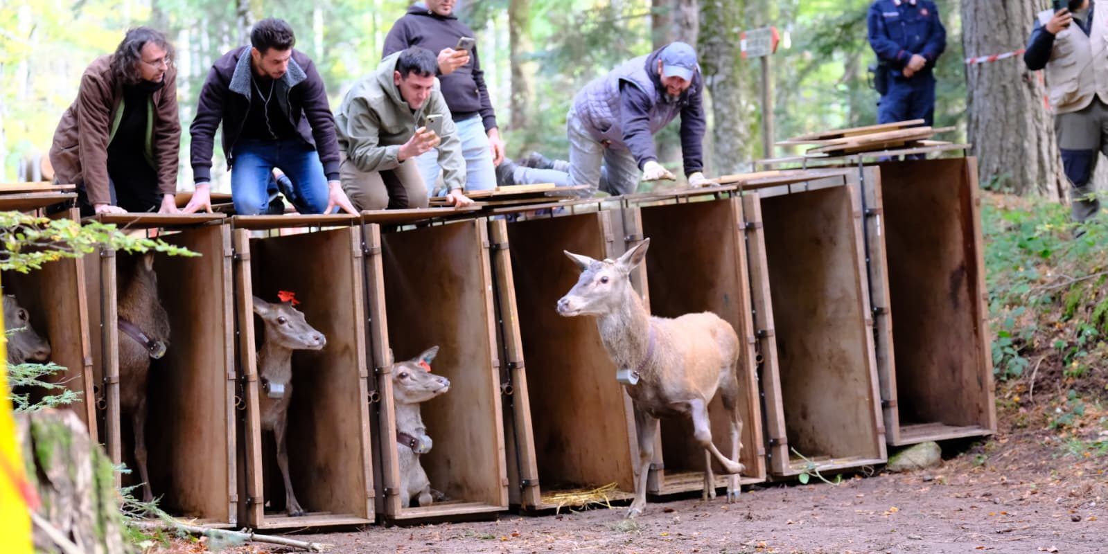 Nel Parco delle Serre arrivano 17 nuovi esemplari di cervo italico