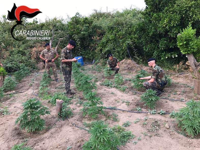 Feroleto della Chiesa, beccato mentre "cura" una piantagione di marijuana