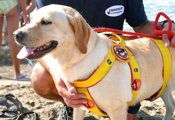 Bimba si perde in spiaggia a Soverato, ritrovata dai cani-bagnini