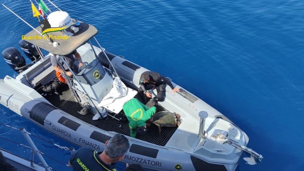 Tartaruga in difficoltà nelle acque vibonesi, recuperata e portata in salvo – VIDEO