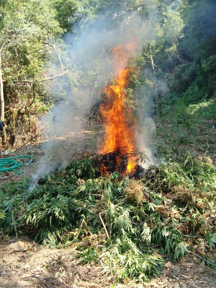 Scovata piantagione di marijuana in Aspromonte