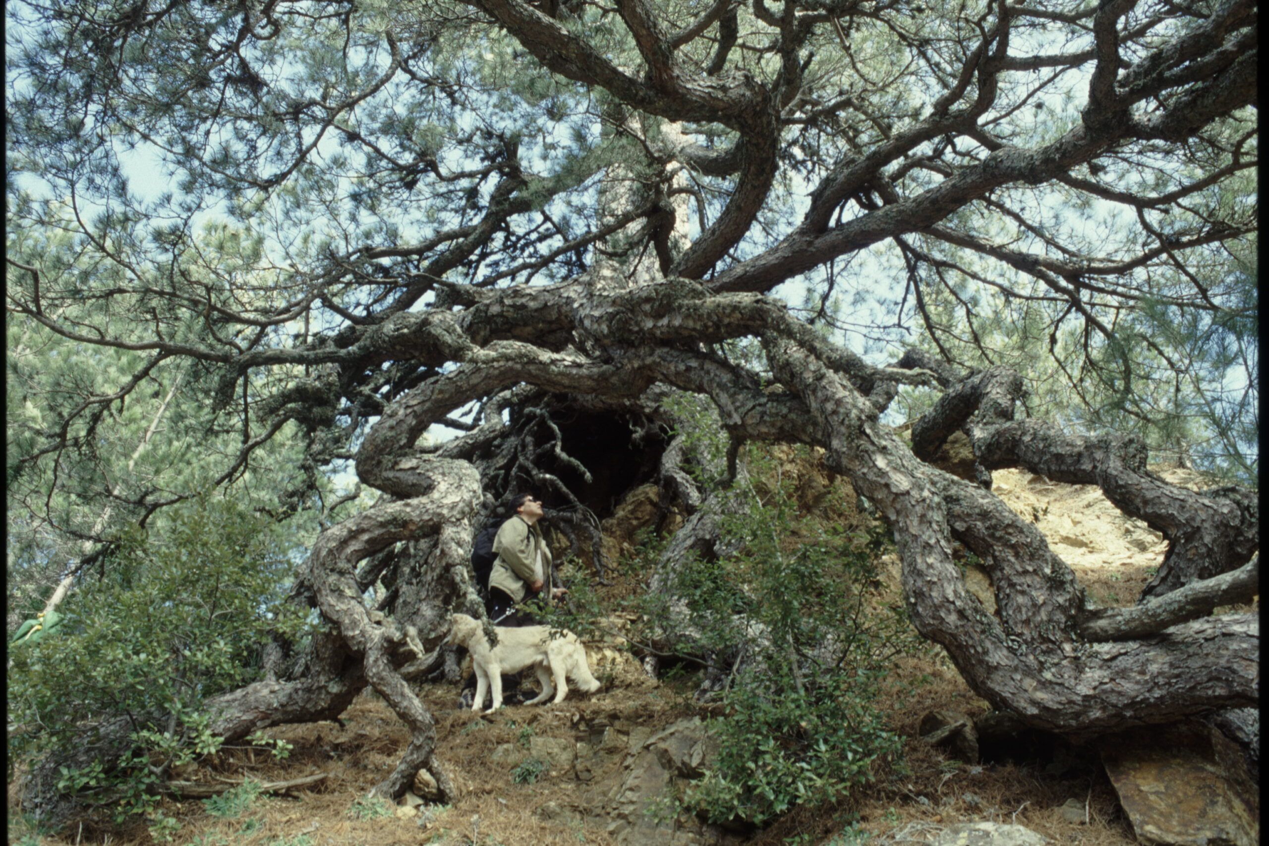 «La foresta monumentale di Acatti, Notre Dame e l’uomo che piantava gli alberi»
