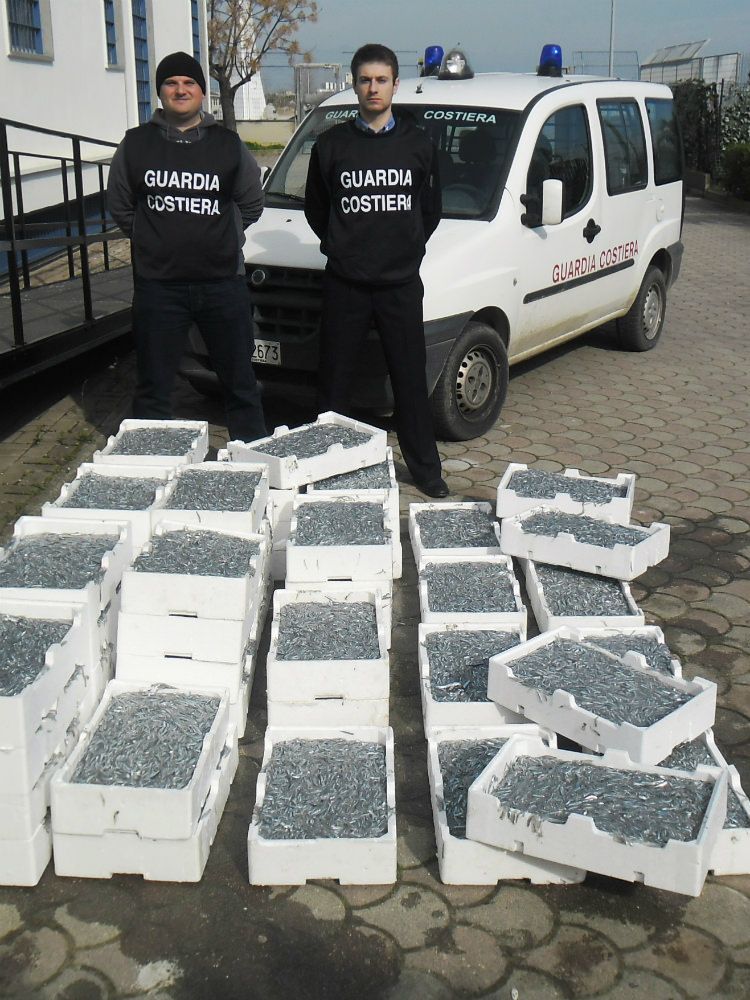 Corigliano, maxi sequestro di sardine