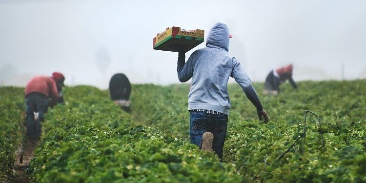 Il rogo di Amendolara e il silenzio dei complici