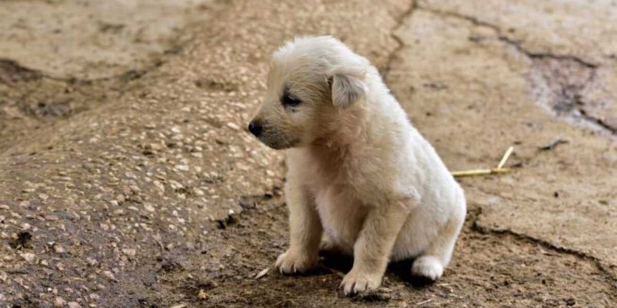 Enpa: «Nelle ultime due settimane 210 cuccioli abbandonati in Calabria»