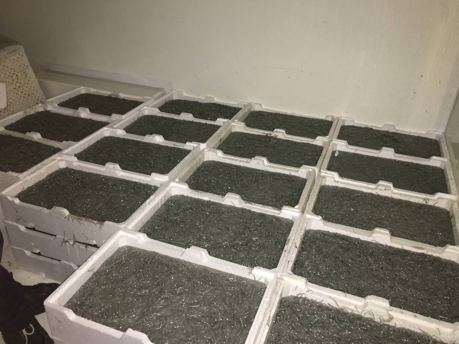 Corigliano Rossano, sequestrati 4 quintali di novellame