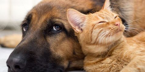 Tutela degli animali d’affezione, 9 i candidati per entrare nell’Autorità regionale – NOMI