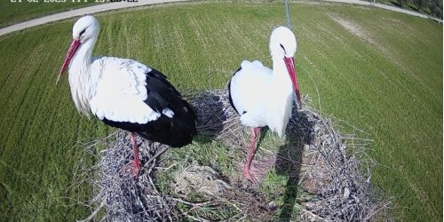 La Lipu: «Riattivata la webcam sul nido della cicogna bianca»