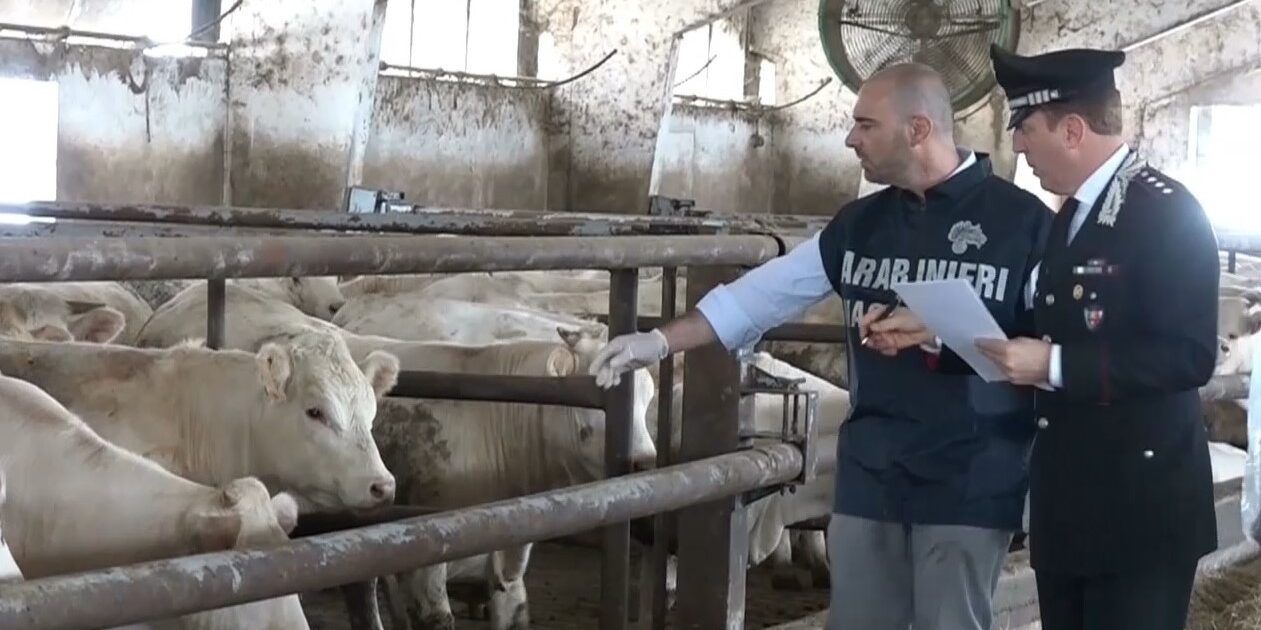 I carabinieri del Nas di Catanzaro sequestrano un allevamento abusivo