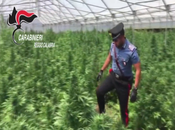 Dalle mega piantagioni della Piana di Gioia allo spaccio a Cortina: 15 arresti e sequestri milionari – VIDEO E NOMI