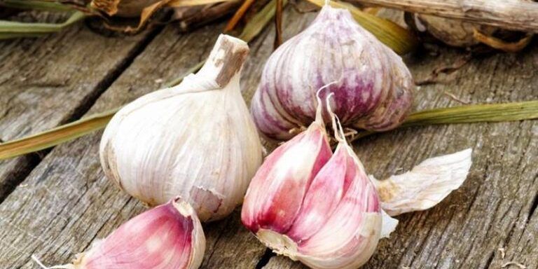 L’aglio di Papaglionti