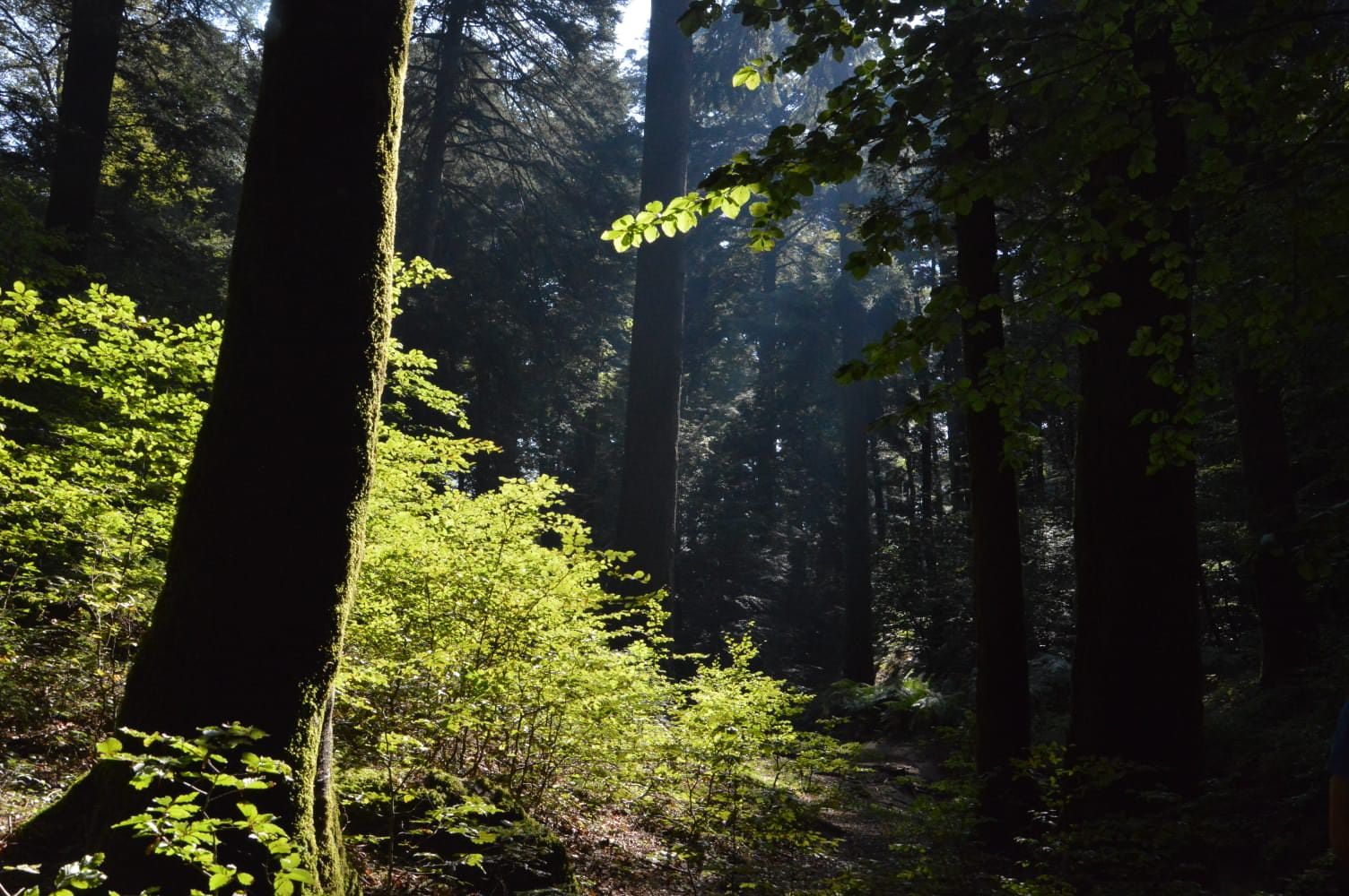 «Trump, Cotticelli, il virus, Erasmo da Rotterdam»