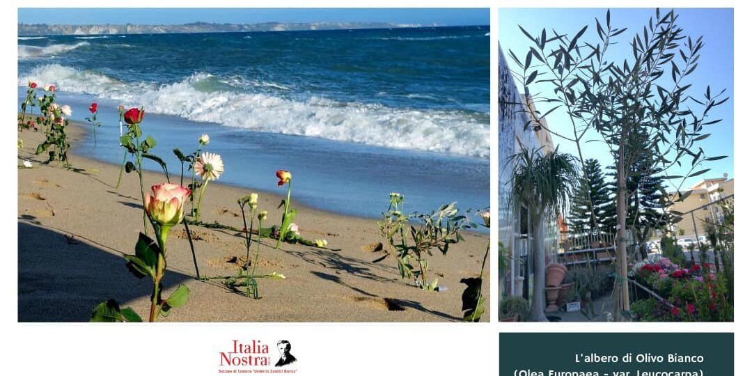 Al cimitero di Crotone piantato un olivo bianco in ricordo delle vittime di Steccato di Cutro