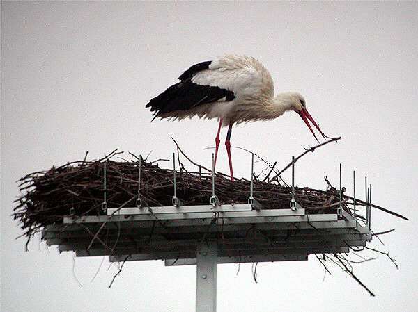 Abbattuto a Rende un esemplare di cicogna bianca