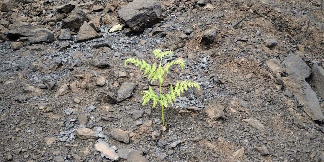 «E’ stato fatto tutto il possibile per l’Aspromonte?»