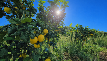 Bergamotto di Reggio Calabria, l’IGP supera l’esame italiano