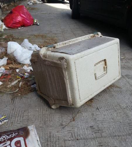 Ritrovamenti horror a Reggio: l'Enpa trova 10 gatti mummificati nei trasportini