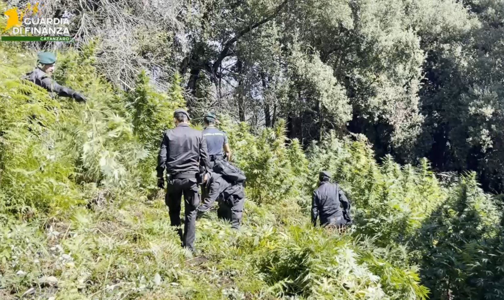 Sequestrate 19 piantagioni di marijuana in Calabria. Oltre 5.500 piante per un valore di 8,3 milioni – FOTO E VIDEO