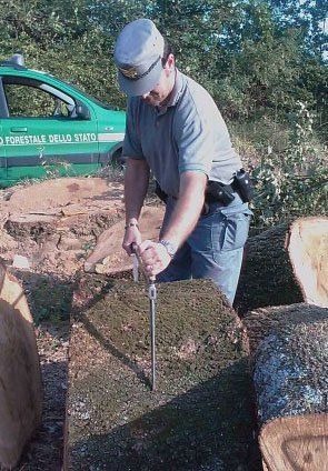 Tagliavano querce in un'area protetta, arrestati