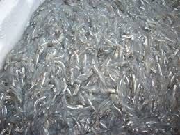 Sorpreso a Locri con 30 kg di novellame, multato