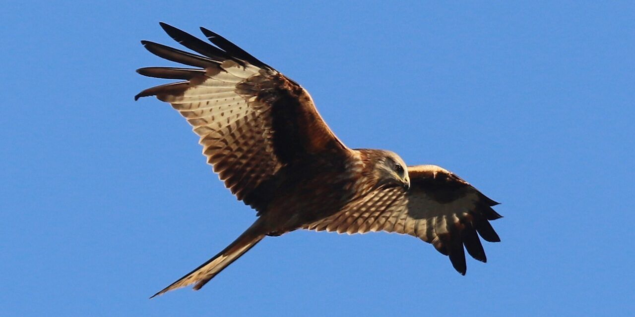 Parco Aspromonte, online il progetto per salvare il nibbio reale