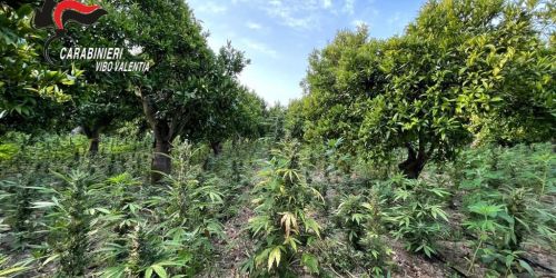 marijuana san calogero VV