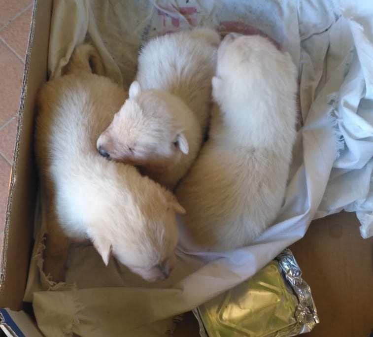 Isola Capo Rizzuto, la Polizia locale e un turista salvano tre cuccioli di cane