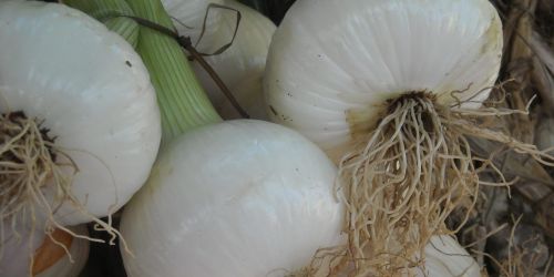 cipolla bianca di castrovillari