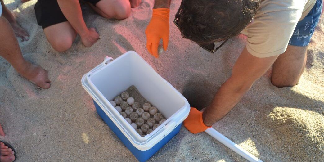 Parghelia, trovato un secondo nido di tartarughe Caretta Caretta