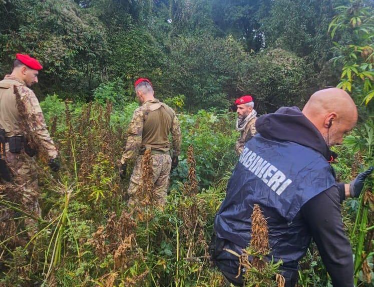 Scoperta vasta piantagione di Canapa indiana nel Catanzarese: avrebbe fruttato 2,5 milioni di euro