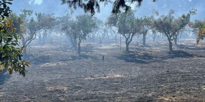 Lamezia Terme, secondo incendio in due giorni nell’azienda agricola dell’ex magistrato Doris Lo Moro