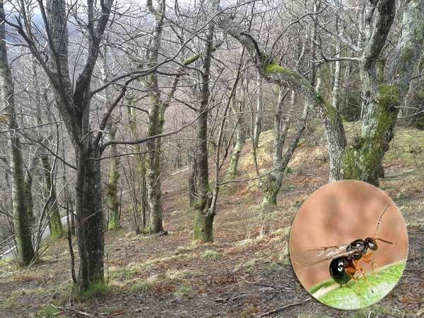 La Regione promuove interventi di contrasto al Cinipide