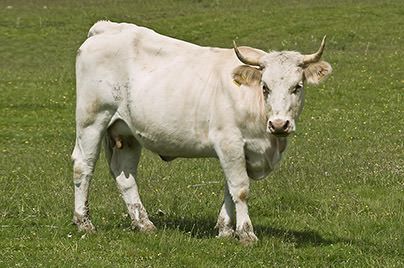 Scigliano: «Puntiamo sull’Igp Podolica per rafforzare il marchio»