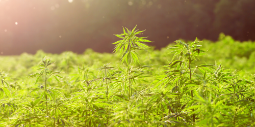 canapa truccata kleopatra