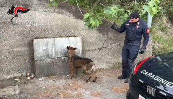 Il fiuto di Manco scova hashish nascosto nei contatori dell’acqua nel catanzarese