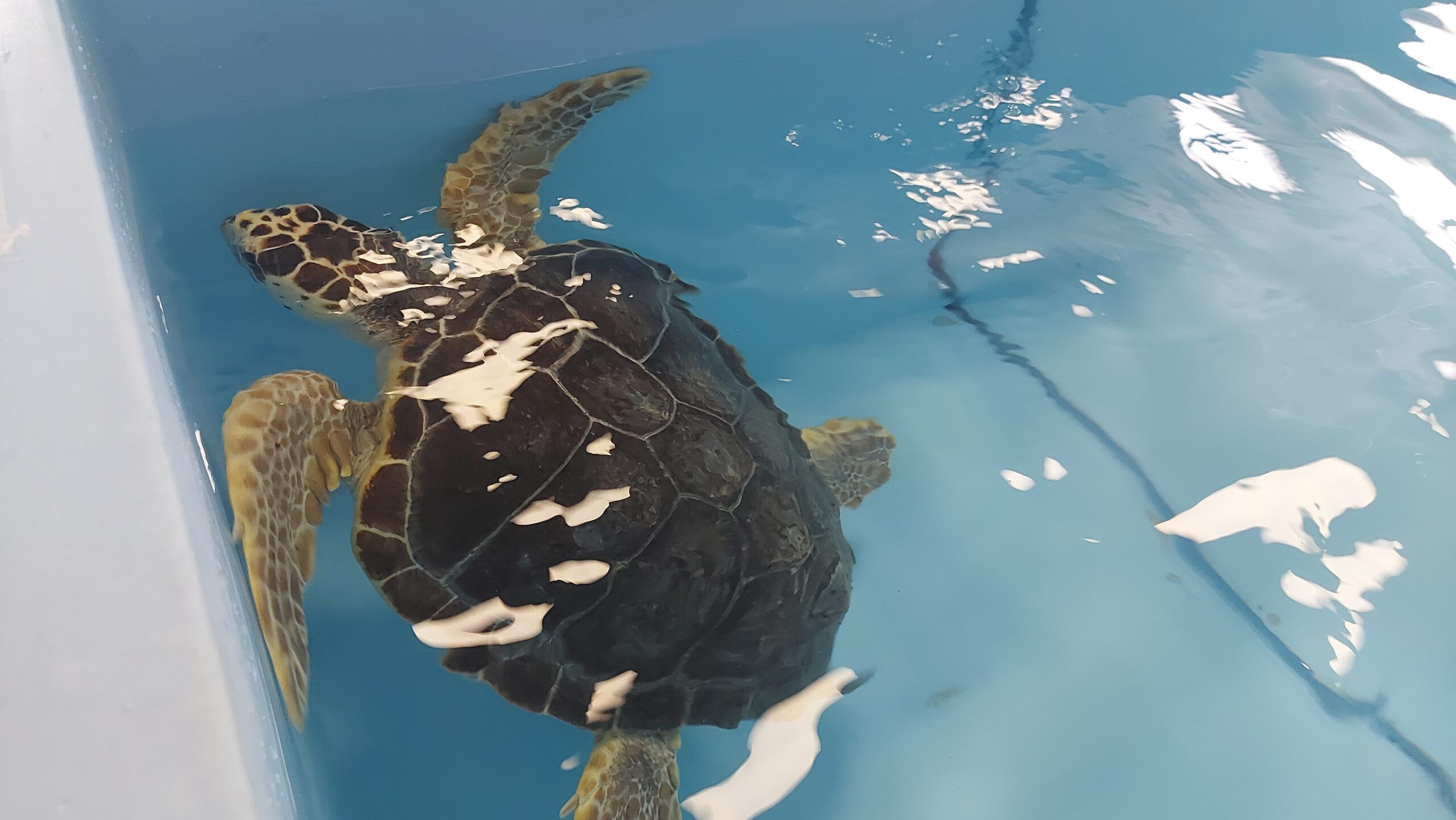 A Brancaleone l’ospedale per tartarughe marine che ha salvato oltre 700 esemplari – VIDEO