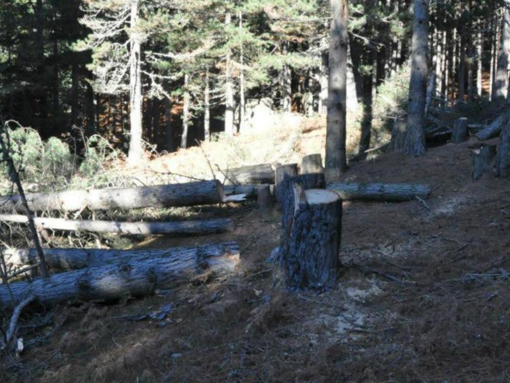 Bosco devastato in Sila, la denuncia di Legambiente