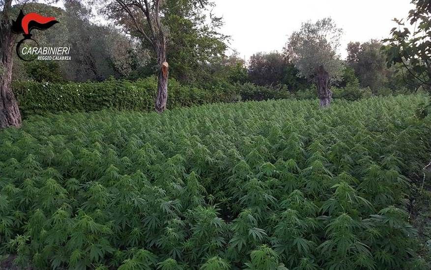 I narcos di San Luca beccati grazie alle loro stesse foto-trappole: 28 arresti – NOMI