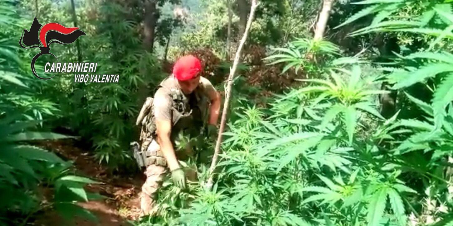 Scoperta una piantagione di 200 esemplari di Canapa nel Vibonese – FOTO