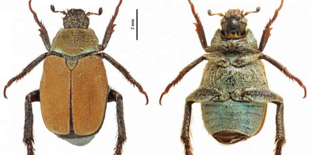 Nuova specie di coleottero scoperta in Aspromonte