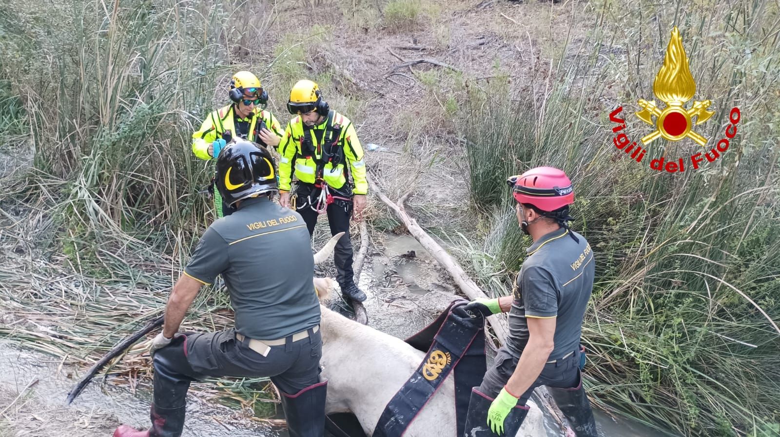Bovino in un dirupo a Cutro, un elicottero lo porta in salvo – VIDEO E FOTO